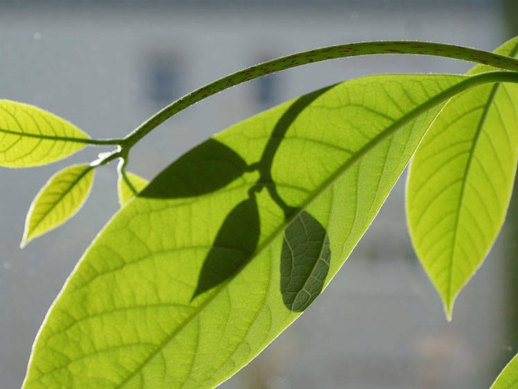 A natural alternative to caffeine without the side-effects