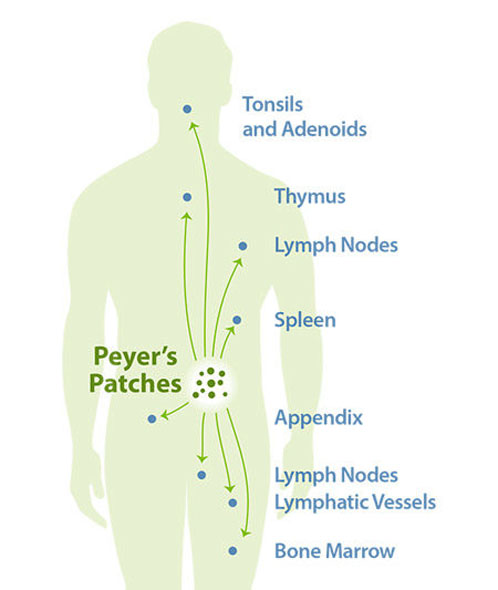 A unique baker’s yeast beta glucan with proven immune health benefits
