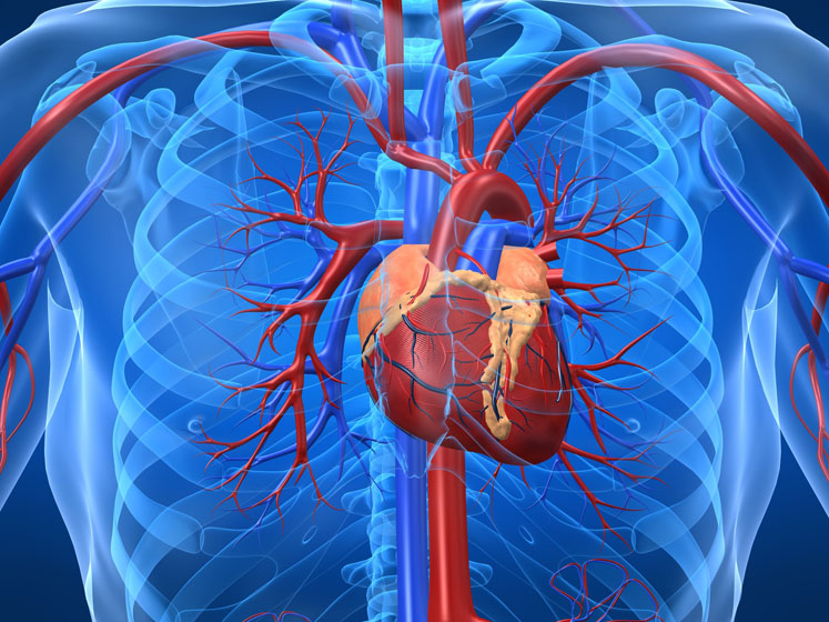 Activating brown adipose tissue is good for cardiovascular health