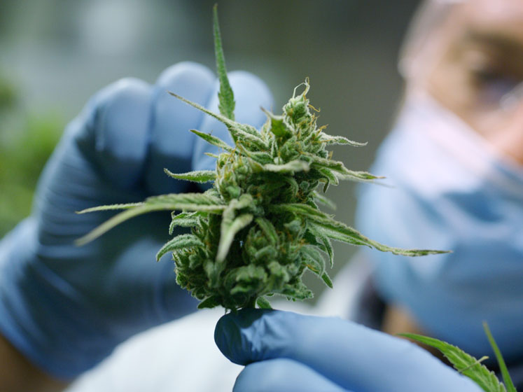 Addressing toxicological concerns for CBD products