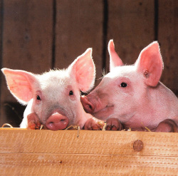 Allmicroalgae's ALLVITAE feed brand has been developed with animal feed specialists