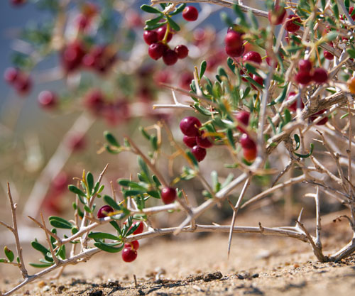 Ancient desert berry unlocks new hope for diabetes treatment