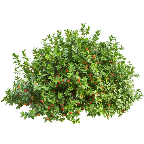 Ancient desert berry unlocks new hope for diabetes treatment