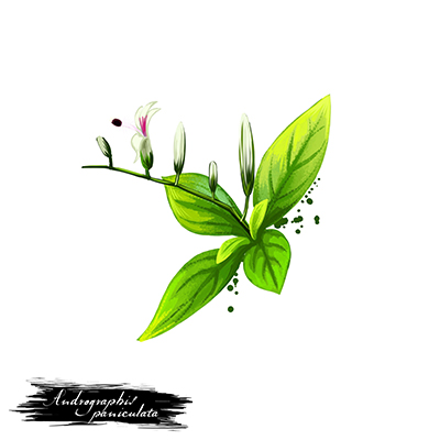 Andrographis paniculata: An effective natural immune modulator