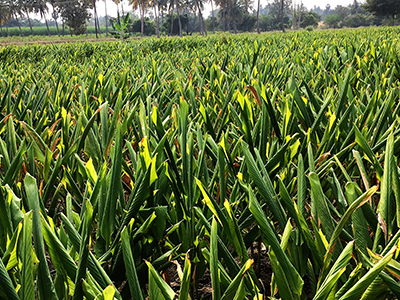 Arjuna invests US.5M in proactive Curcumin research