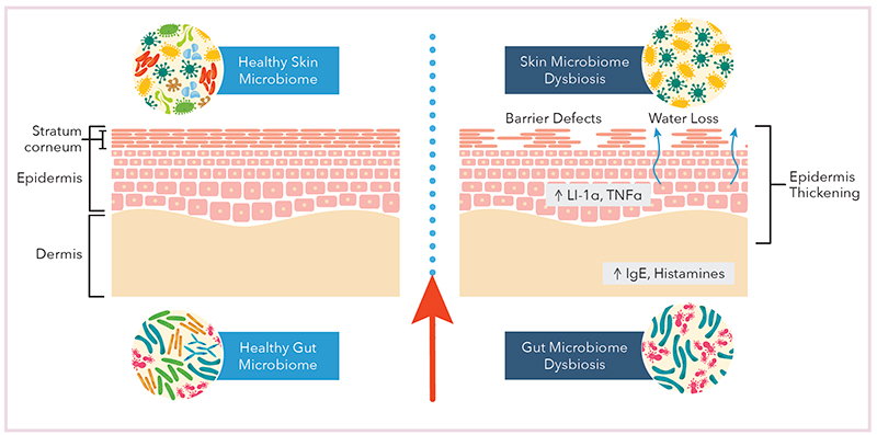 Beauty from within: Pomegranate's effects on digestive and skin health