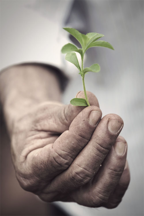 Bioenergy introduces PureSweet: a breakthrough in sugar reduction