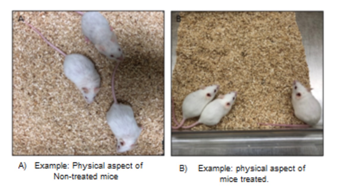 The photograph shows the improvement in the physical appearance of the mice