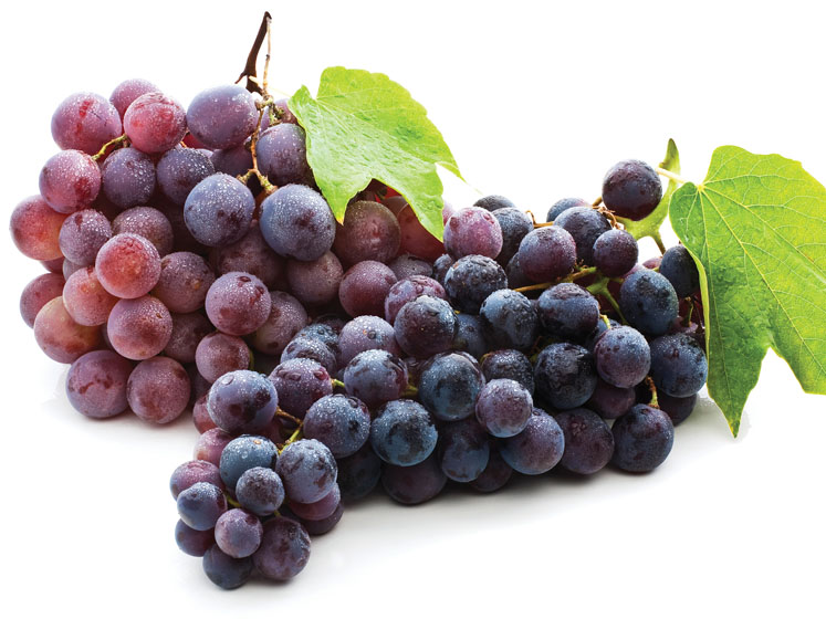 Botanical products as a sustainability asset: Mirtoselect and Enovita represent Indena’s vision of a circular economy