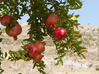 Botanicals for a superior quality of life