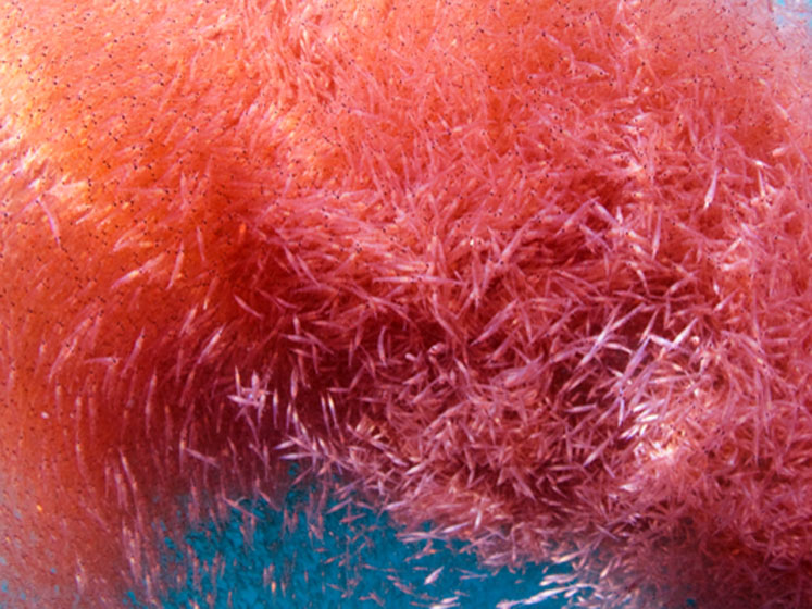 Brain food and more: the multifaceted health benefits of krill oil