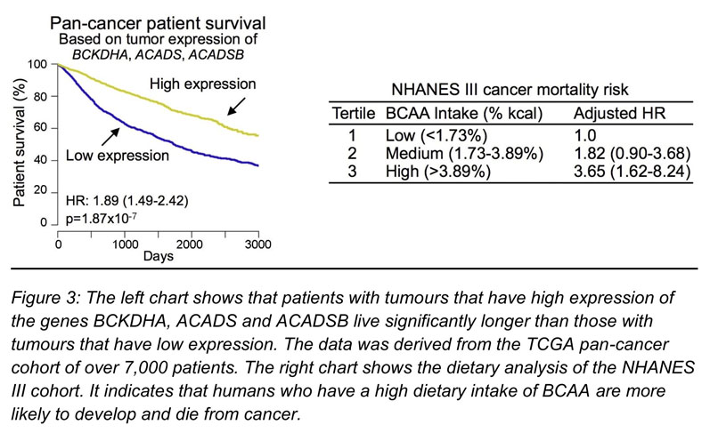 Branched-chain amino acids found to regulate the development and progression of cancer