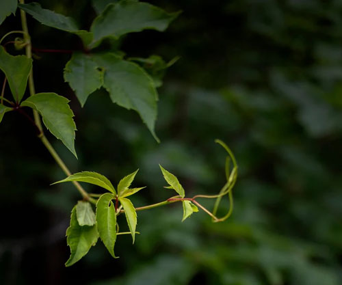 Breakthrough in diabetic foot ulcer care: botanical-based gel shows strong potential in healing and pain reduction
