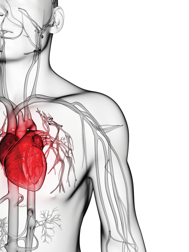 Cardiovascular health prevention with coenzyme Q10