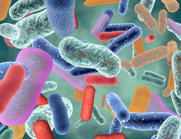 Clinical study confirms KABP probiotic blend reduces constipation and may support mental well-being in older adults