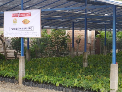 Cocoa nurseries programme expanding in Indonesia
