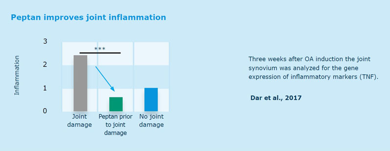 Collagen: the supplement industry’s evergreen answer to mobility issues