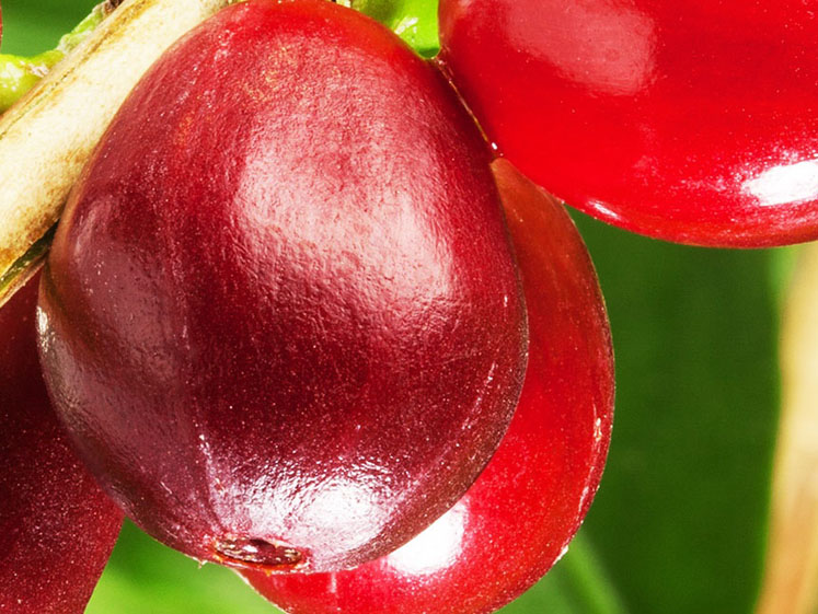 Combining sustainability and cognitive health for healthier consumers and a better planet
