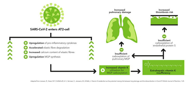Figure 2: Proposed sequential steps linking SARS-CoV-2 pneumonia to vitamin K insufficiency, pulmonary damage and thrombogenicity