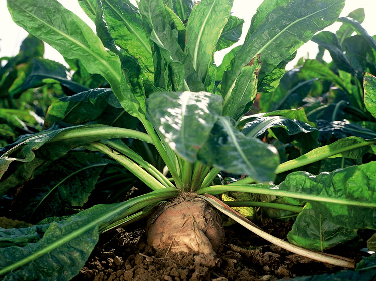 Crossing the food-pharma divide with science-backed chicory root fibres
