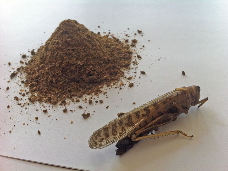 Delivering protein with edible grasshoppers