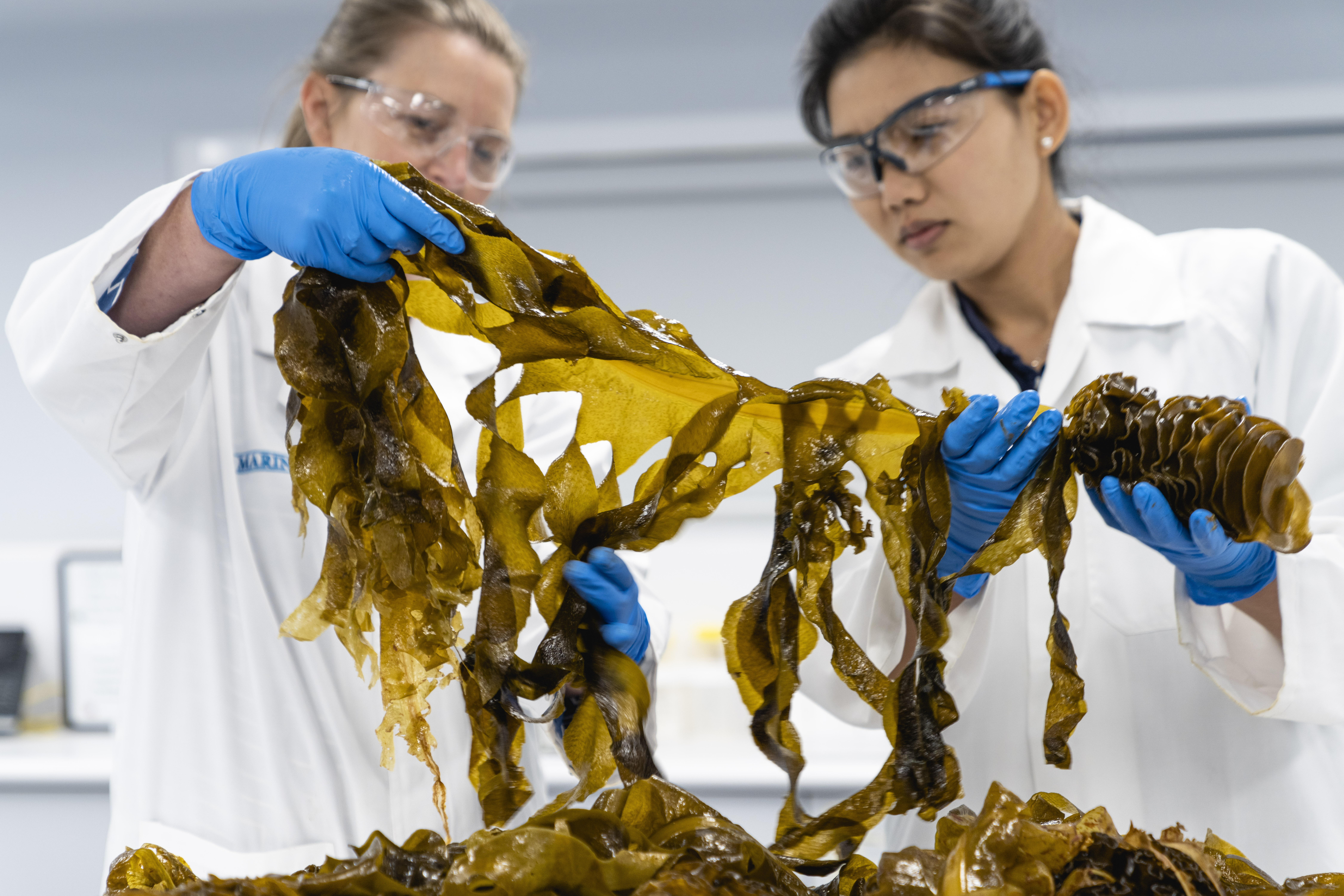 Dive into fucoidan at Vitafoods Europe