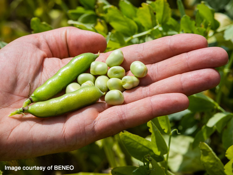 Exploring the environmental benefits of plant-based food ingredients