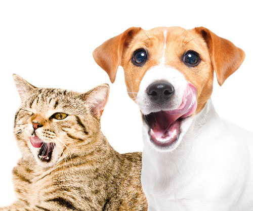 Fi Europe unveils the future of pet food: three transformative trends driving industry evolution in 2026