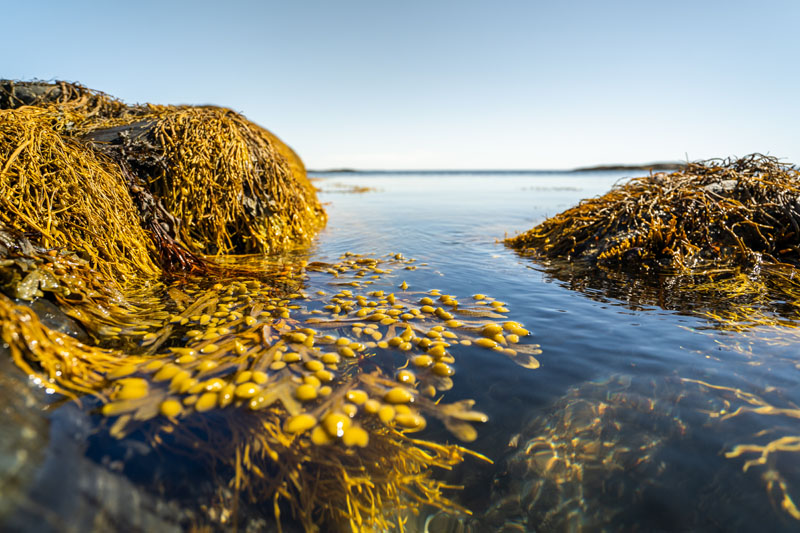 Fucoidan for our furry friends