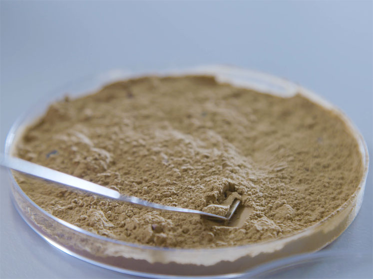 Fucoidan: preliminary results from marine bioactive show exciting potential to support gut and heart health