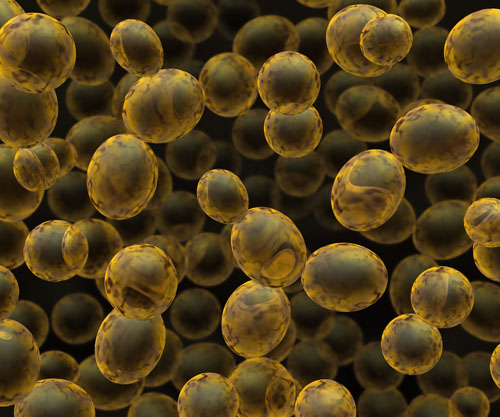 Gnosis by Lesaffre: deep diving into proven solutions