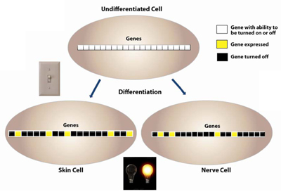 <i>Figure 6. As the cells transition from an undifferentiated state to a differentiated one, CpG methylation patterns help to set up the pattern of gene expression. In an undifferentiated state, the cell hasn’t committed to being a certain type of cell and so most of its genes have the potential to be expressed. As differentiation occurs, gene expression patterns are determined with certain genes being expressed and other genes being turned off. DNA methylation helps to control this pattern of gene expression</i>