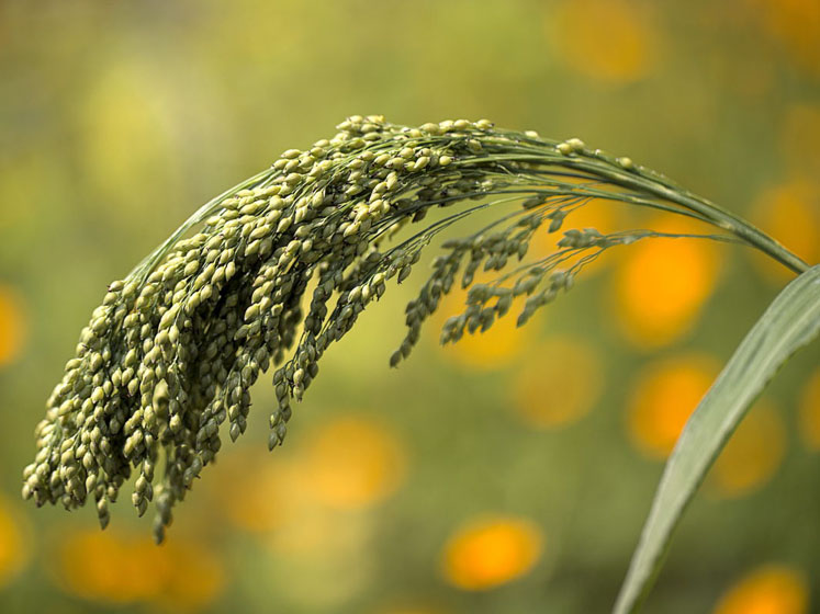 Harnessing the power of millets in the global fight against diabetes