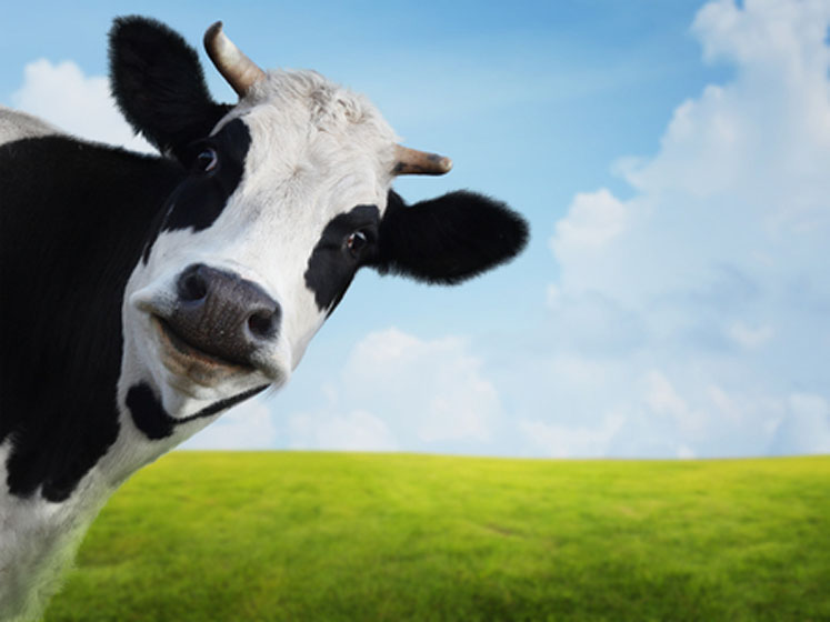 Health and sustainability: dairy's role in greener diets and healthier people