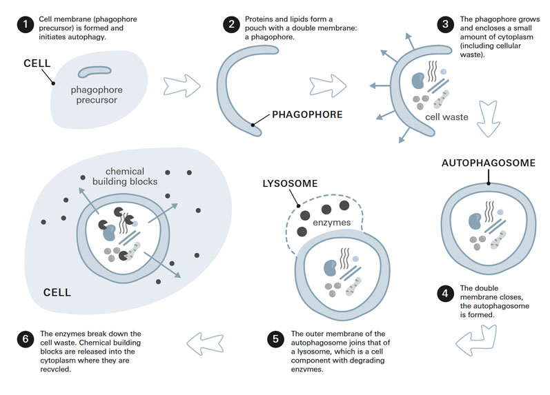 Healthy ageing: in transparency we trust