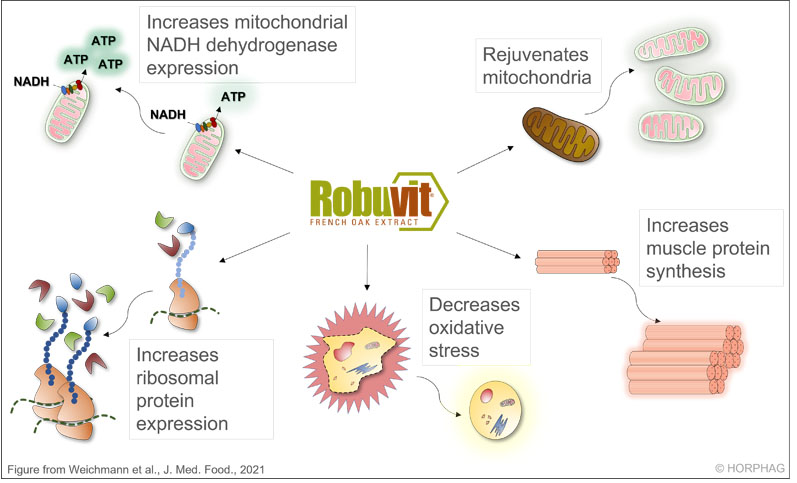 How Robuvit can help with mood swings, restless sleep, stress and fatigue