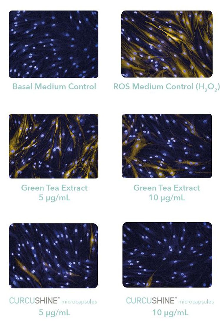 Figure 5: The protective effect of Curcushine on human dermal fibroblasts (HDFa) against reactive oxygen species (ROS) compared with 10 µg/mL of green tea extract
