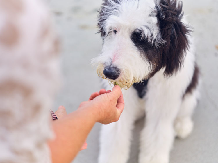 How to treat (and supplement) pets like part of the family