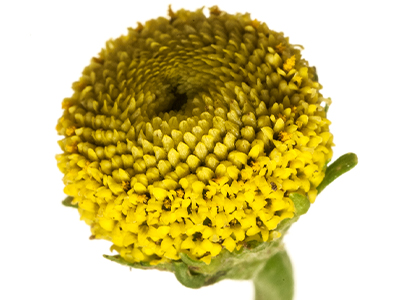 Indena’s Mitidol combines ginger and Acmella for effective pain relief