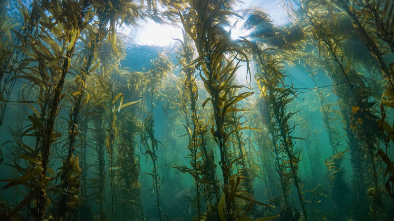 Ingredient innovation from the edge of the world