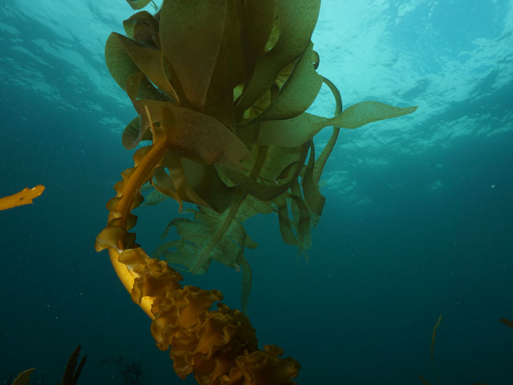 Ingredient innovation from the edge of the world