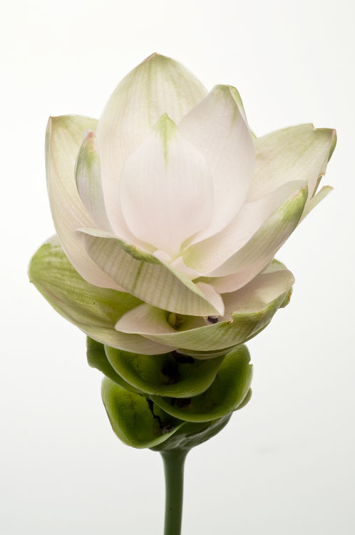 Introducing a smart ally for gut health