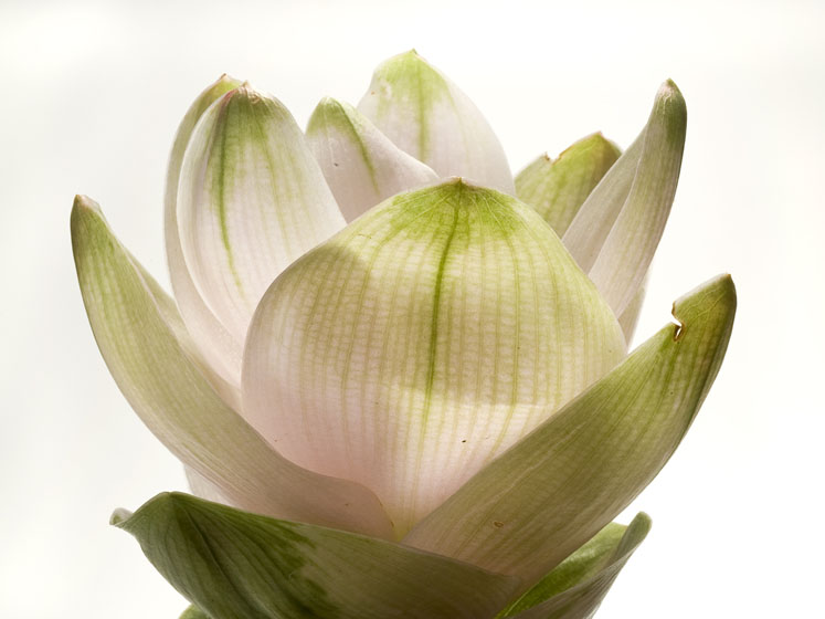 Introducing a smart ally for gut health