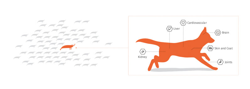 Figure 1: The pet health benefits of Antarctic krill