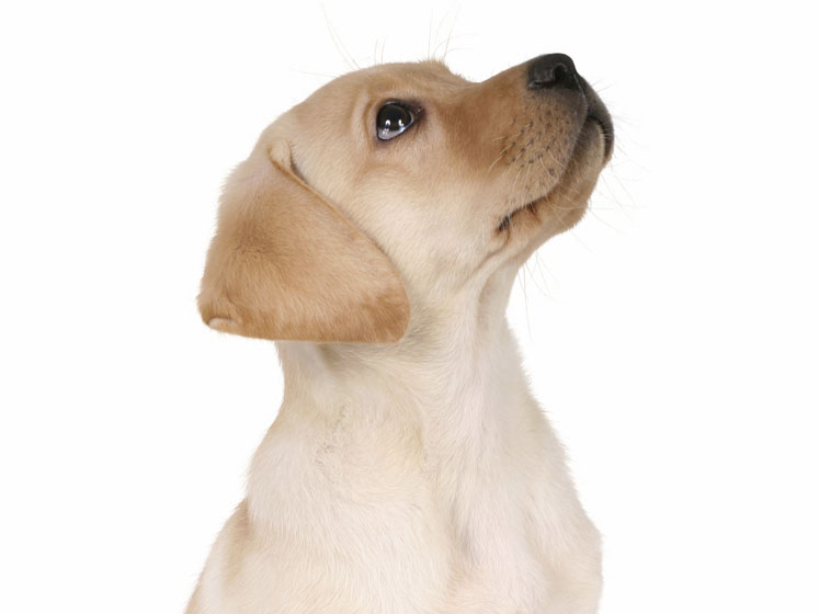 Krill: a sustainable and healthy solution for pet health