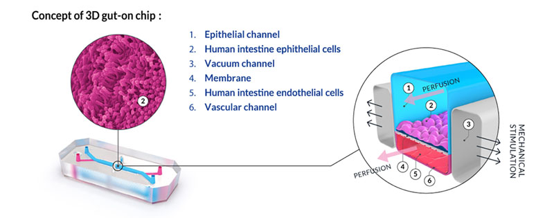 The 3D human-printed