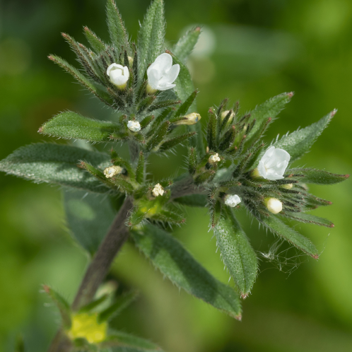 Literature review recognises Ahiflower Oil as a sustainable alternative to marine omega-3s