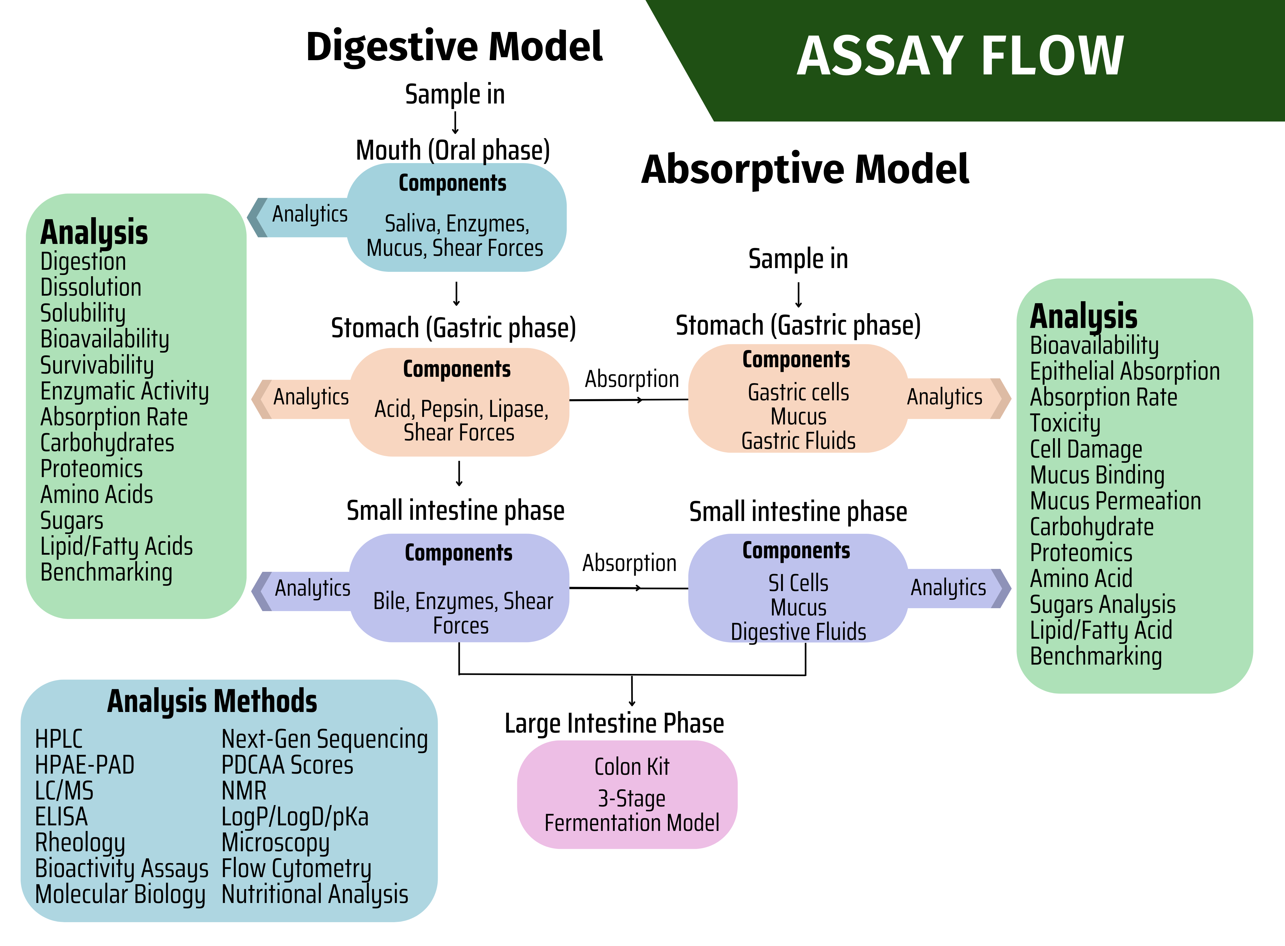 Meet Aelius Biotech: formulate faster with in vitro models that combine both digestion and absorption