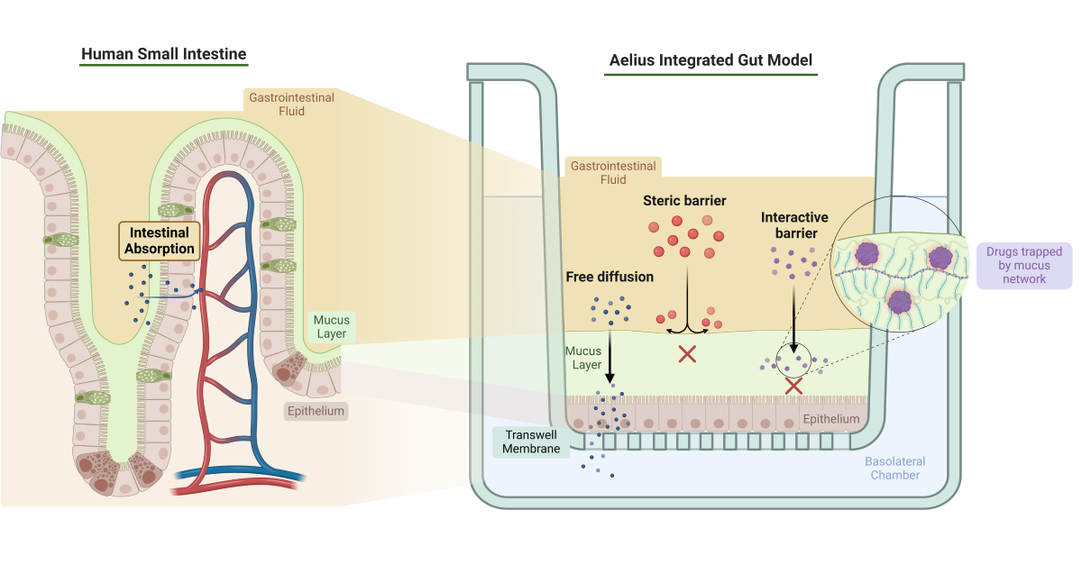 Meet Aelius Biotech: formulate faster with in vitro models that combine both digestion and absorption