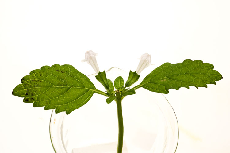 Melissa Phytosome: substantiating the ability of a precious plant to restore daily balance